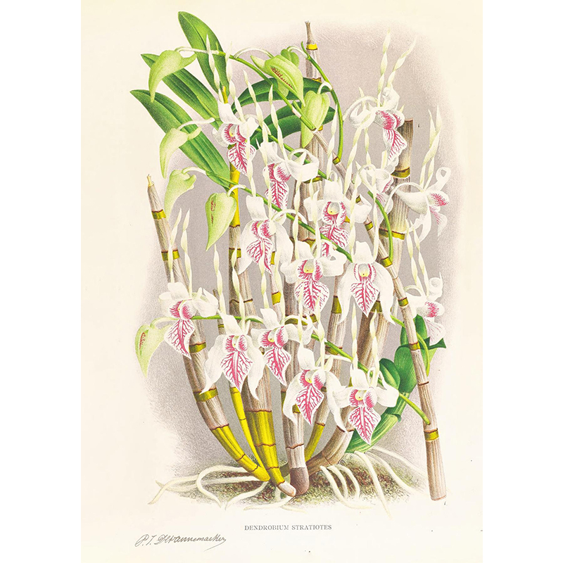 蘭丸★[ピアツェッタ メディテラネア]★絵　海　花　イタリア ボクらのアート / Dendrobium stratiotes (1885-1906) - ジャン